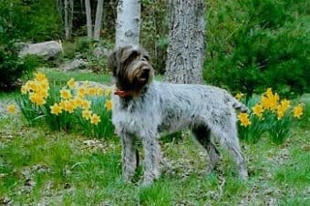 Wirehaired Pointing Griffon Wirehaired Pointing Griffon