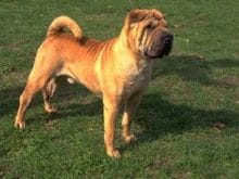 Çin Shar-Pei Çin Shar-Pei