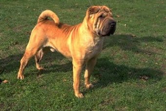 Çin Shar-Pei Çin Shar-Pei