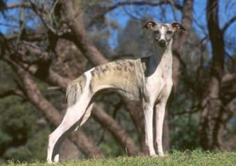Whippet Whippet
