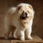 chow chow köpek