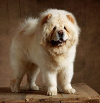 Chow Chow (çin Aslanı) Chow Chow (çin Aslanı)
