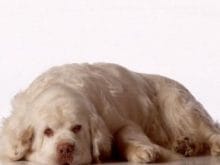 Clumber Spaniel Clumber Spaniel