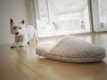 West Highland White Terrier West Highland White Terrier