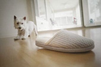 West Highland White Terrier West Highland White Terrier