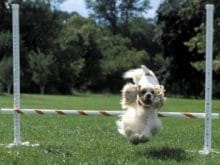 Amerikan Cocker Spaniel Amerikan Cocker Spaniel