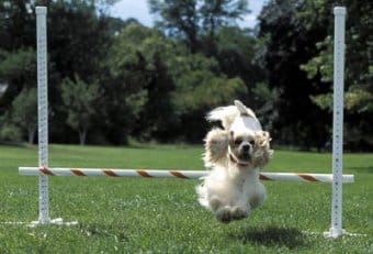 Amerikan Cocker Spaniel Amerikan Cocker Spaniel