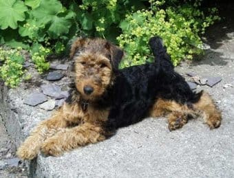 Welsh Terrier Welsh Terrier