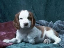 Welsh Springer Spaniel Welsh Springer Spaniel