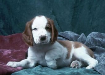 Welsh Springer Spaniel Welsh Springer Spaniel