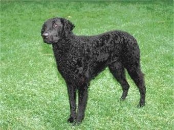 Curly-Coated Retriever Curly-Coated Retriever