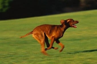 Vizsla Vizsla
