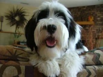 Tibet Terrieri Tibet Terrieri