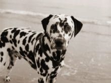 Dalmaçyalı Dalmaçyalı