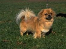 Tibetli Spaniel Tibetli Spaniel