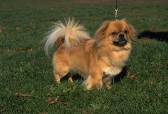 Tibetli Spaniel Tibetli Spaniel