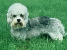 Dandie Dinmont Terrier Dandie Dinmont Terrier