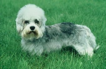 Dandie Dinmont Terrier