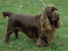 Sussex Spanieli Sussex Spanieli