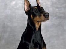 Doberman Pinscher Doberman Pinscher