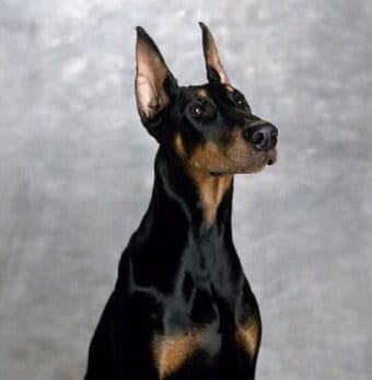 Doberman Pinscher Doberman Pinscher