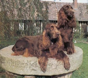 Field Spaniel Field Spaniel