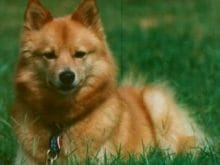 Finnish Spitz