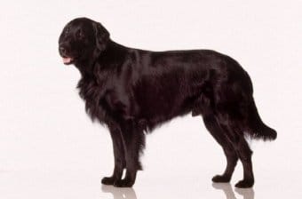 Flat Coated Retriever Flat Coated Retriever