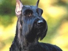 kucuk1113561975giant_schnauzer_3.jpg kucuk1113561975giant_schnauzer_3.jpg