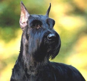 Dev Schnauzer Dev Schnauzer