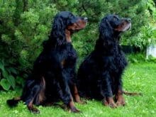 Gordon Setter Gordon Setter