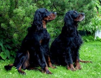 Gordon Setter Gordon Setter
