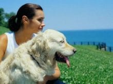 Golden Retriever Golden Retriever