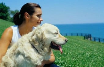 Golden Retriever Golden Retriever