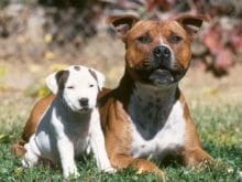 Staffordshire Bull Terrier