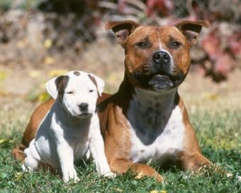 Staffordshire Bull Terrier Staffordshire Bull Terrier