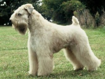 Soft Coated Wheaten Terrier Soft Coated Wheaten Terrier
