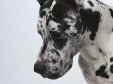 Great Dane (Danua) Great Dane (Danua)