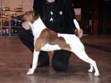 Fox Terrier (Smooth) Fox Terrier (Smooth)