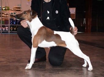 Fox Terrier (Smooth) Fox Terrier (Smooth)