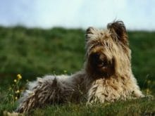 Skye Terrier Skye Terrier