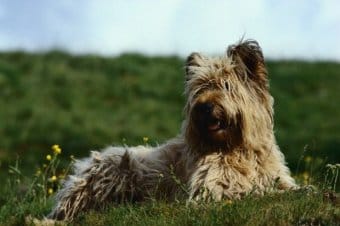 Skye Terrier Skye Terrier