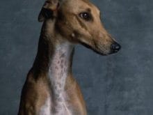 Greyhound Greyhound