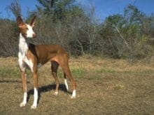 Ibizan Hound Ibizan Hound