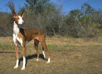 Ibizan Hound Ibizan Hound