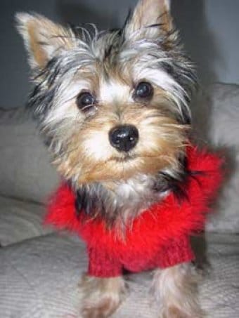 Silky Terrier Silky Terrier