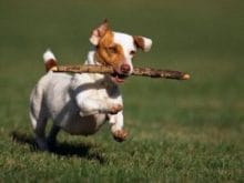 Jack Russell Terrier Jack Russell Terrier