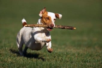 Jack Russell Terrier Jack Russell Terrier