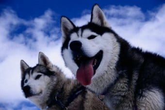 Sibirya Kurdu (Husky) Sibirya Kurdu (Husky)