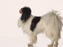 Japon Chin Japon Chin